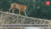 Tiger Cub's Parking Lot Stroll Steals Hearts at Ranthambore National Park