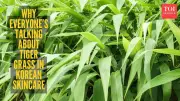 Tiger Grass: Why This Korean Skincare Ingredient Is Perfect for Indian Skin
