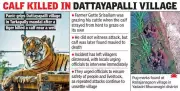 Tiger's Prolonged Presence Near Hyderabad Exposes Forest Department's Preparedness Gaps