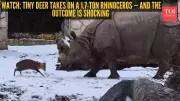 Tiny Muntjac Deer Fearlessly Challenges 1.7-Ton Rhino in Viral Zoo Video