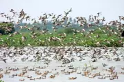Trichy Wetlands Host 11,113 Birds, 122 Species in Latest Census