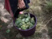 Trump Threatens 200% Tariffs on French Wine After Macron's Gaza Peace Board Refusal