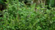 Tulsi Plant: The Sacred Symbol of Prosperity and Astrological Protection in Hindu Homes
