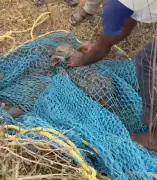 Two Indian Jackals Rescued from Old Well in Medak After Nighttime Plunge