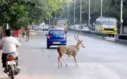 Two Spotted Deer Killed in Separate Road Accidents Near Chennai