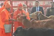 UP CM Yogi Adityanath Performs Gau Seva, Offers Jaggery at Gorakhnath Temple
