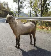 Uttarakhand's Udaipuri Goat Gains Official Indigenous Breed Status from NBAGR