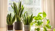 Vastu & Feng Shui Plants That Bring Wealth, Harmony & Good Luck Home