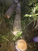 Vigilance Bureau Launches Probe into Illegal Khair Tree Felling in Ropar Government Forests