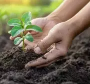 Vijayawada's Green Initiative: 28,000 Free Saplings Distributed but Plantation Lags