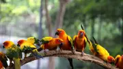 Why Are Male Birds More Colourful? Darwin's Theory & Exceptions Explained