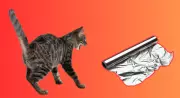 Why Cats Hate Aluminium Foil: Science Behind Viral Videos