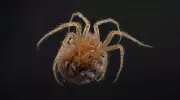 Why Dead Spiders Curl Up: The Science of Hemolymph and Necrobotics
