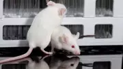 Why Mice Are Crucial for Medical Research: From Cancer to COVID-19