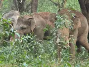 Wild Elephant Herd of 25 Wreaks Havoc in Keonjhar, Damages Crops & Homes