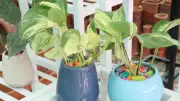 Winter Care Guide for Money Plants: Keep Your Indoor Greenery Thriving