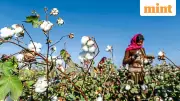WTO Cotton Clash: India Seeks Standalone Deal, US and EU Push for Broader Agricultural Reform