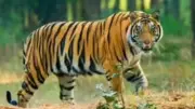 Young Tiger Found Dead in Chhattisgarh's Achanakmar Reserve After Territorial Clash