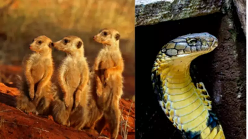 10 Deadliest Female Animals That Are More Dangerous Than Males