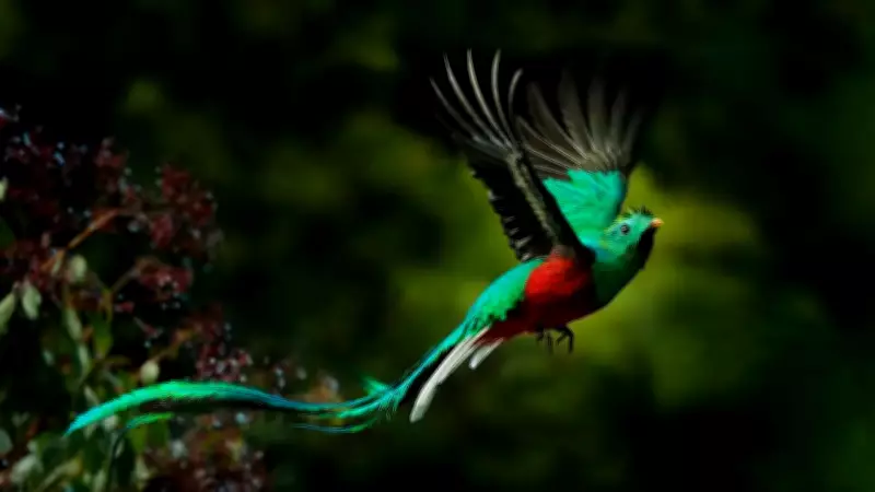 10 Most Stunning National Birds from Around the World: Symbols of Pride and Heritage
