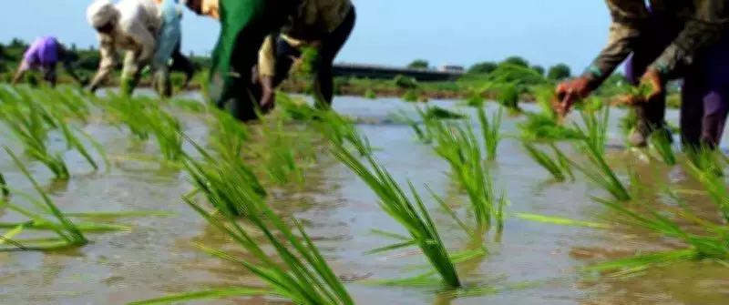 15 Migrant Workers Rescued from Alleged Bonded Labour at Beed Sugar Cane Farm