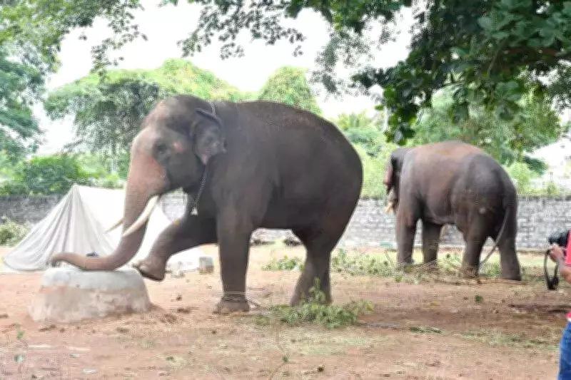 16 Elephants Perish in Haridwar Forests Over 5 Years, Electrocution a Major Concern