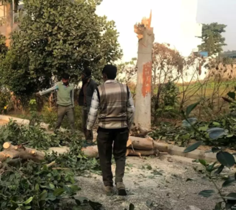 20 Heritage Trees Axed in Jalandhar: Gurdwara Management, Building Owner Face Legal Trouble