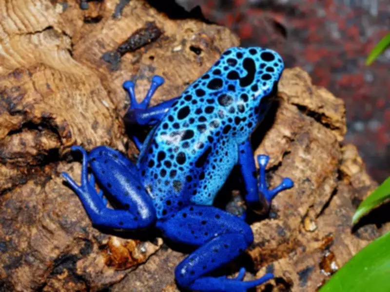 5 Amphibious Animals That Live on Land and Water: Where to Spot Them in India and Worldwide