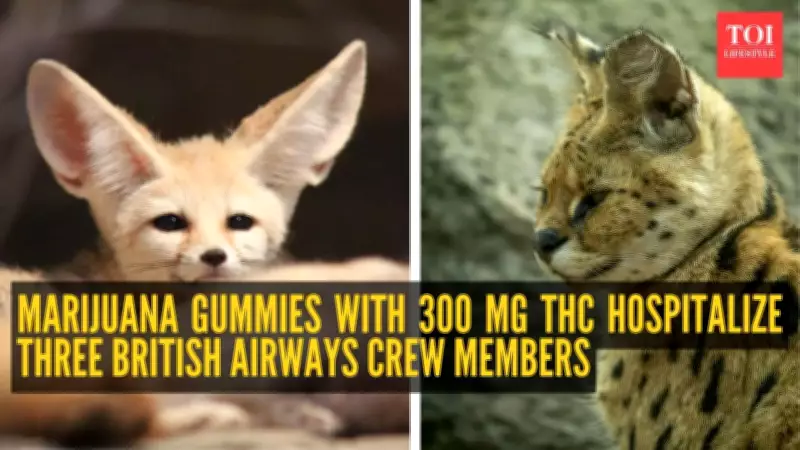 5 Animals With The Weirdest Ears: Nature's Ingenious Survival Tools