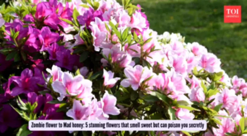 5 Beautiful Flowers with Hidden Toxins: A Sweet Scent Can Mask Serious Danger