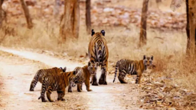 5 Compelling Reasons Why Madhya Pradesh Dominates India's Wildlife Tourism