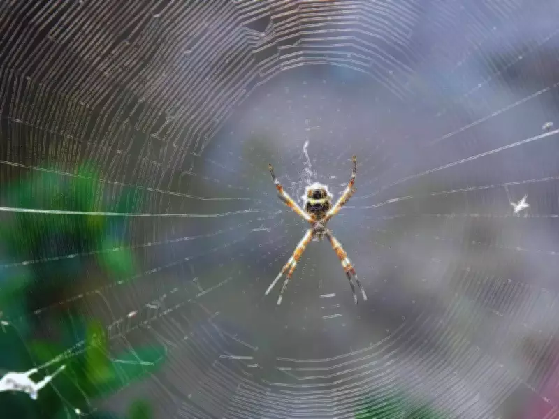 5 Effective Natural Ways to Repel Spiders from Home & Garden
