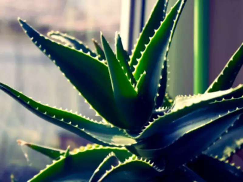 5 Lucky Succulents for Prosperity: Vastu and Feng Shui Plants for Your Home