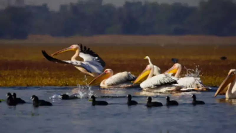 5 Must-Visit North Indian Wetlands Before Migratory Birds Depart