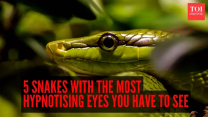 5 Snakes With The Most Hypnotizing Eyes In The World