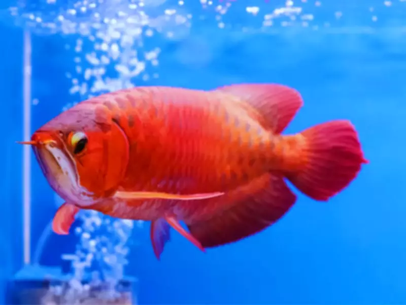 5 Vastu-Approved Fish for Your Home Aquarium to Attract Luck and Prosperity