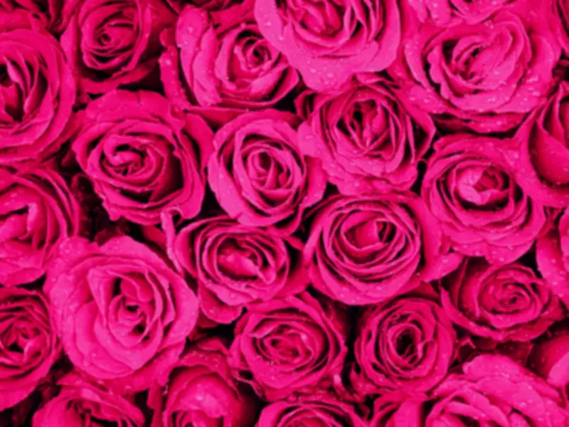 5 Vastu-Approved Flowering Plants to Grow for Luck and Prosperity