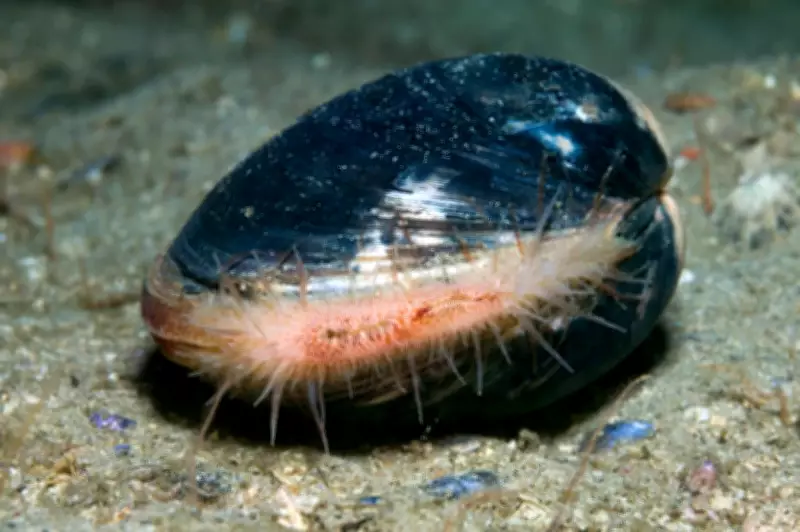 507-Year-Old Clam Shatters Records, Reveals Ocean Secrets