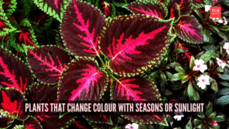 6 Plants That Transform Colors With Seasons and Sunlight
