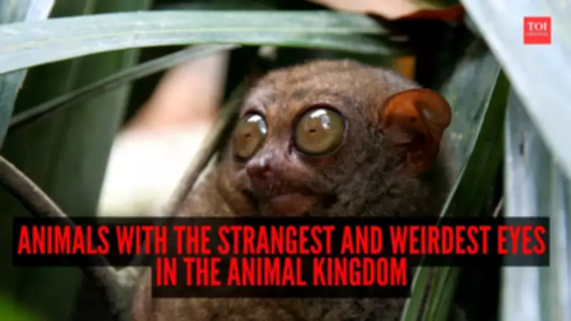7 Animals With The Strangest Eyes In The Animal Kingdom: Nature's Vision Marvels