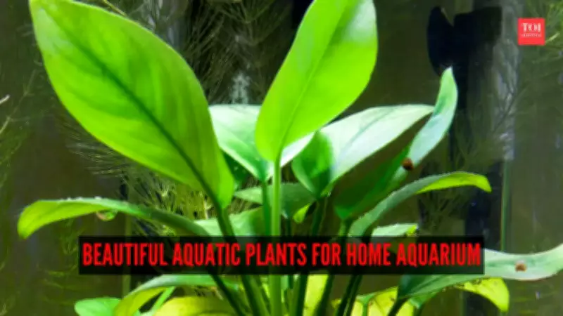 7 Beautiful Aquatic Plants for a Stunning Home Aquarium: Enhance Beauty and Health