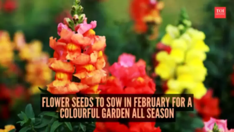 7 Best Flower Seeds to Sow in February for Year-Round Garden Colour