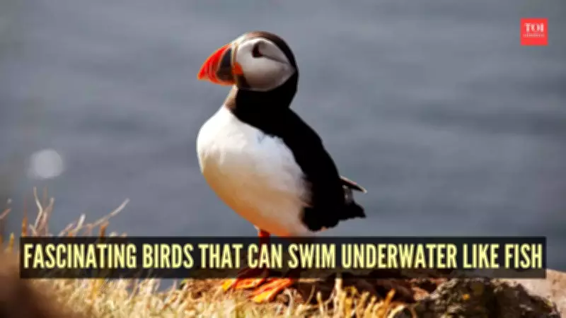 7 Fascinating Birds That Swim Underwater Like Fish: Nature's Aquatic Aviators