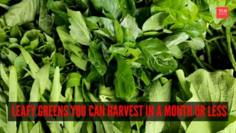 7 Fast-Growing Leafy Greens You Can Harvest in Under 30 Days