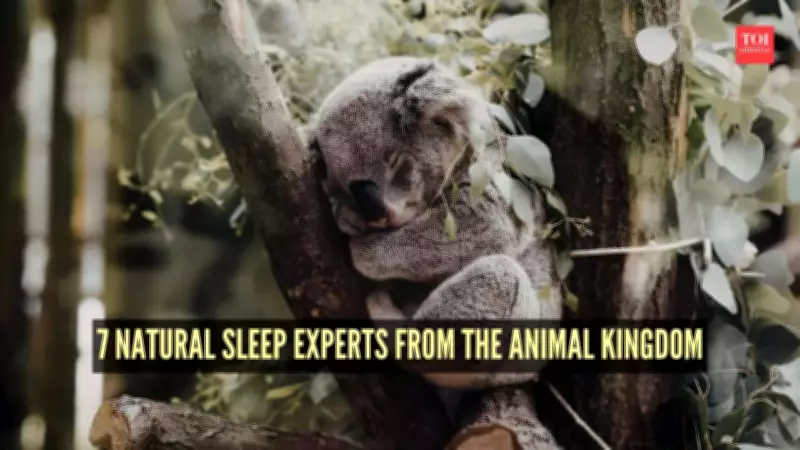 7 Natural Sleep Experts from the Animal Kingdom: Survival Strategies Revealed