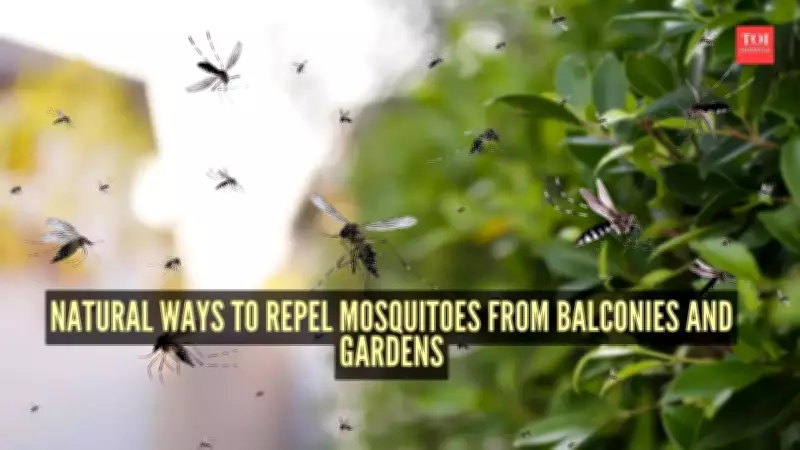 7 Natural Ways to Repel Mosquitoes from Balconies and Gardens Effectively