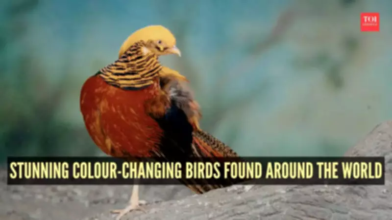 7 Stunning Colour-Changing Birds: Nature's Seasonal Transformers