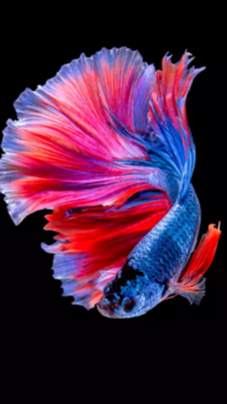 8 Beautiful Fish Perfect for Nano Tanks: A Guide for Aquarium Enthusiasts