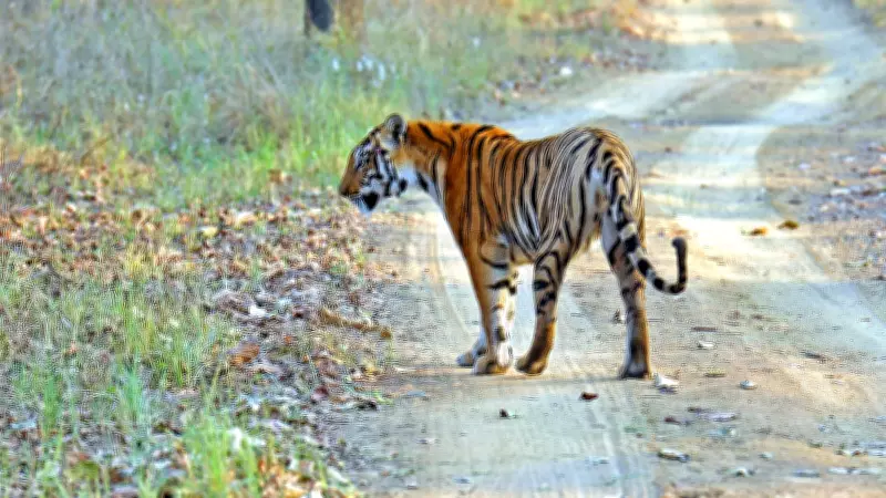 A Majestic Encounter: Tracking a Tigress in Satpura National Park