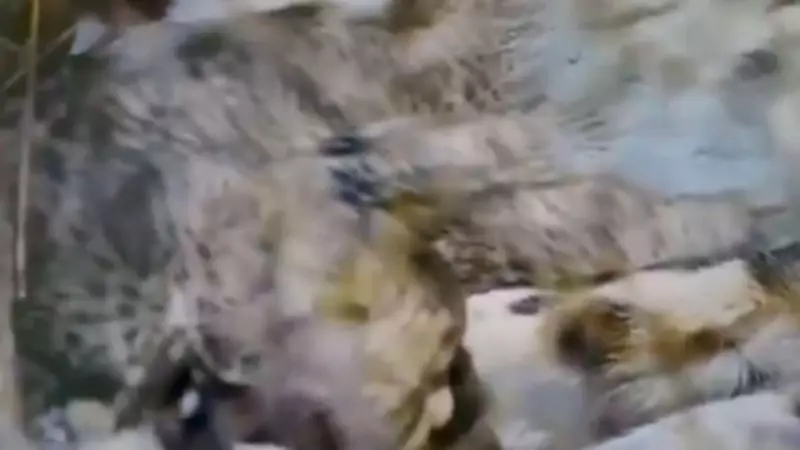 Aasha the Cheetah Delivers Five Cubs at Kuno, Boosting India's Reintroduction Project